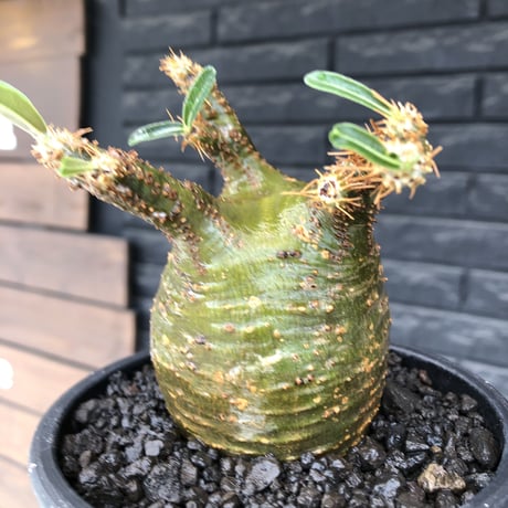 pachypodium  gracilius《M size》希少‼︎球体極green肌※現地球発根済株※かわいさmax球体樹形&極green肌な渾身の一株※mad black pot植え