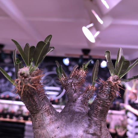 pachypodium  gracilius《M size》極短枝＆ぼってり樹形※現地球発根済株※店主国内管理3年株※美肌でとびきりぼってりなbalance良き一株※mad black pot植え