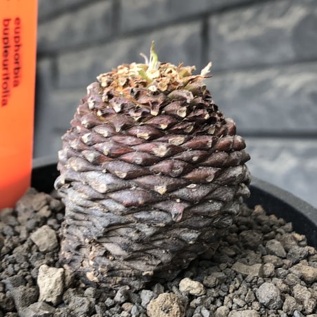 euphorbia bupleurifolia《M size 》※まん丸球体株※現地球発根後店主国内管理5年株※ボコボコ肌にまん丸球体感が堪らない一株※mad black pot植え