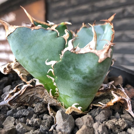 agave titanota  白鯨陽炎type《M size》※現地球株発根済※ウネウネ強き鋸歯に幅広肉厚タイプ※black pot植え
