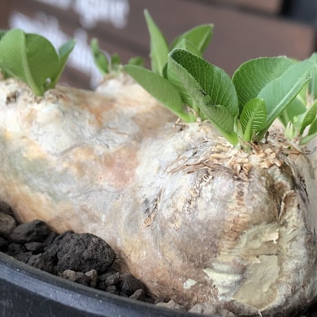 pachypodium  brevicaule恵比寿笑い《M size》※現地球発根後店主国内管理3年株※現地球らしい肌を持つ手乗りサイズ感※mad black bowl pot植え