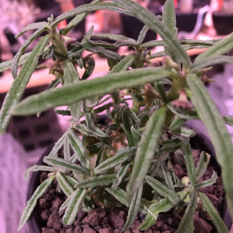 dorstenia  hildebrandtii f.crispum《L size》激希少種※現地球発根済株※ぷっくり株元‼︎実生以外極めて流通少なき種※mad black bowl pot植え