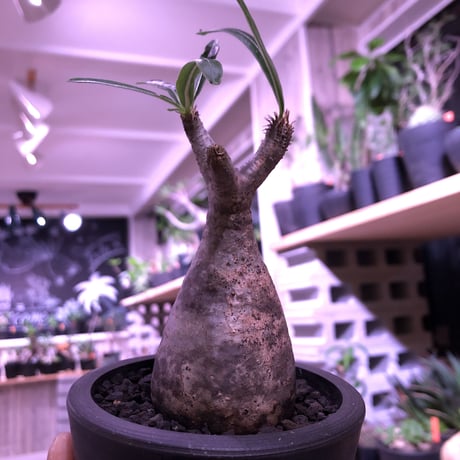 packypodium  gracilius（S size）※現地球発根済み株‼︎  ※恐竜の卵のような表皮color‼︎  ※mad black pot植え