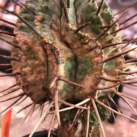 euphorbia    horrida《大きめM size》※現地球発根済株※大変木質化も進む強刺で刺々しさ半端なき子吹き株※mad black pot植え　※限定2株