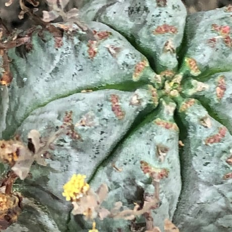 euphorbia horrida var.norveldensis《大きめS size》※現地球株発根済※激希少‼︎どっしり樹形にビンテージ感も強き渾身の一株‼︎※black bowl pot植え