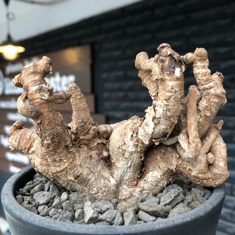 euphorbia itremensis《L size》※現地球株発根済②※大きめ且つバランスも良き激しい枝振りが堪らないイトレ※black pot植え