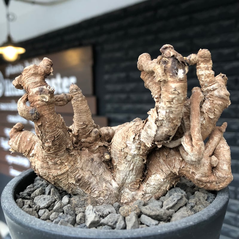 euphorbia itremensis《L size》※現地球株発根済②※大きめ且つバランス