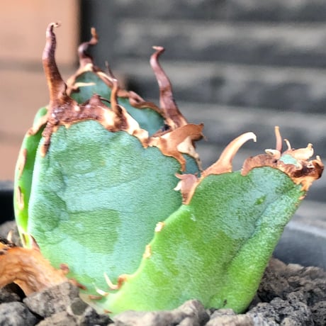 agave titanota  白鯨陽炎type《S size》※現地球株発根済 ⑤※唸り良き鋸歯に幅広肉厚タイプ※black pot植え