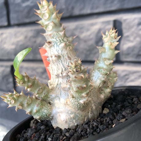 pachypodium windsorii《M size》※選抜littmon seed🌱※weight低き極ぼってり株元&枝振りも◎良樹形※mad black pot植え