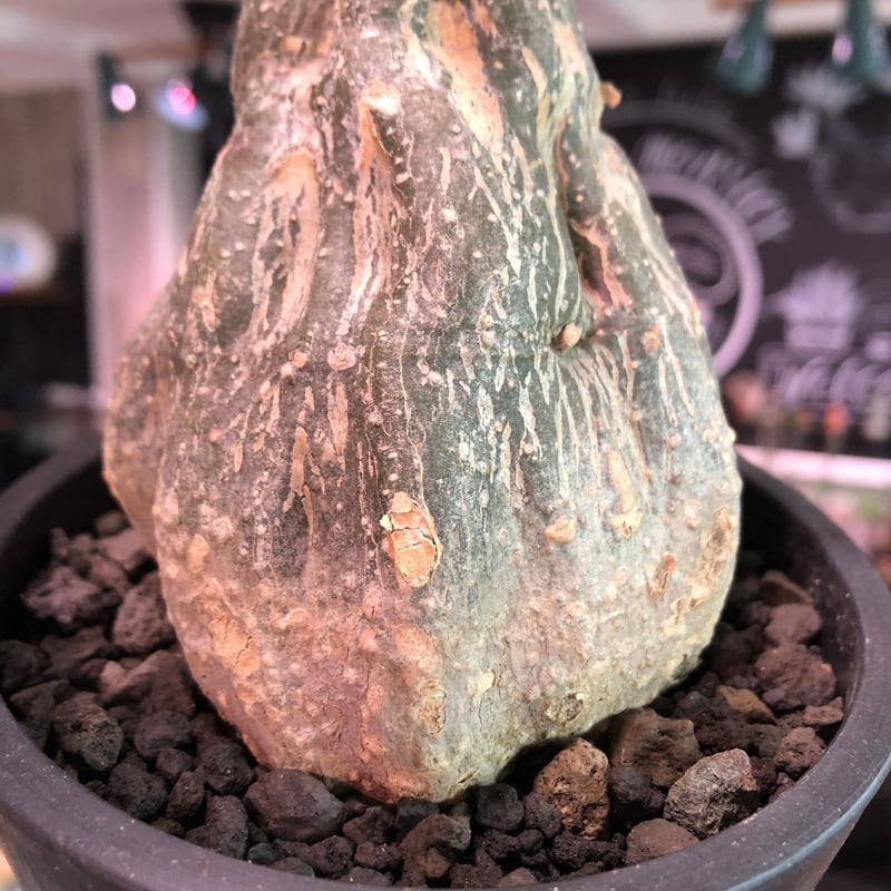 momordica rostrata《大きめS size》※ロストラータらしい装いのままミ