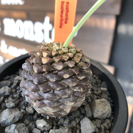 euphorbia bupleurifolia《大きめM size 》※まん丸球体株※現地球発根後店主国内管理5年株※ボコボコ肌にまん丸球体感が堪らない一株※mad black pot植え
