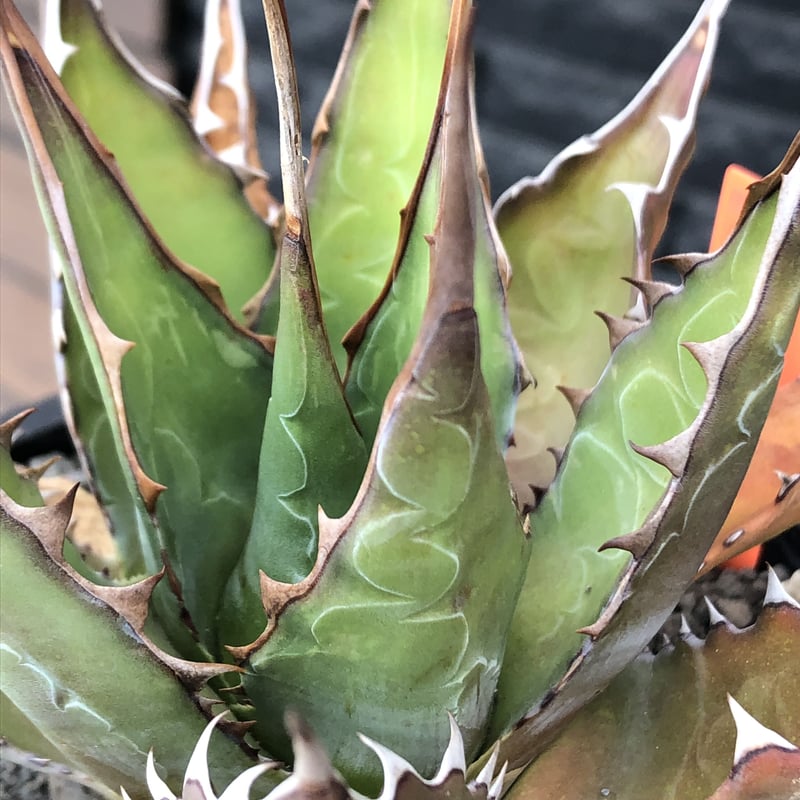 agave montana《大きめM size》※子株有り選抜株※現地球発根後 agave montana《大きめM size》※子株有り選抜株※現地球発根後