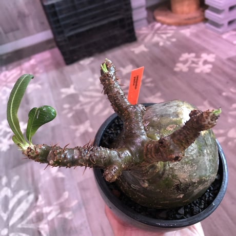 packypodium  gracilius《L size》激希少green肌※現地球発根済株※大きなパパイヤみたく激ぼってり樹形にウェイト低き良き装い※mad black bowl pot植え