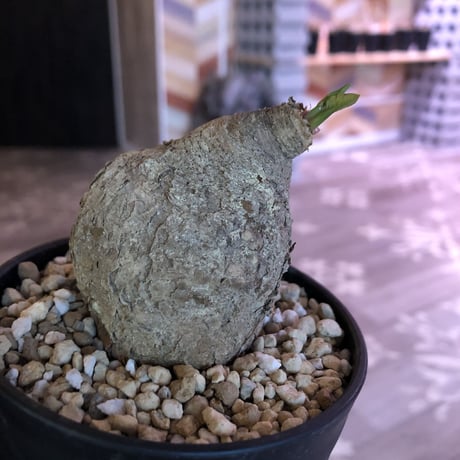Euphorbia   primulifolia