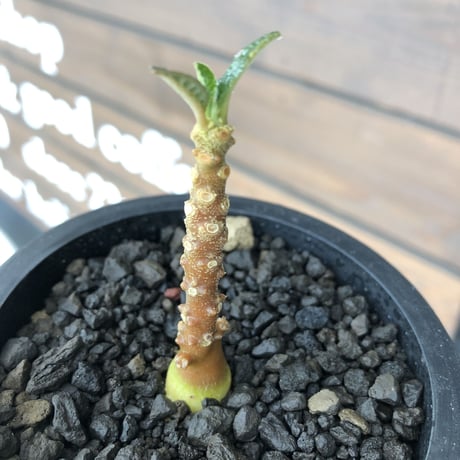 希少‼︎ dorstenia   gigas《大きめS size》littmon  seed🌱（実生株）※今季成長&枝振りに期待できる将来有望人気者ギガス※mad black pot植え