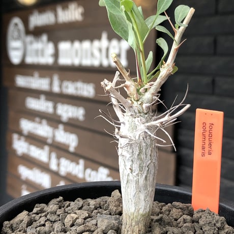 fouquieria columnaris 観峰玉《大きめS size》※現地球発根済株※美しい白肌に丈の締まった良樹形な冬の人気者※mad black pot植え