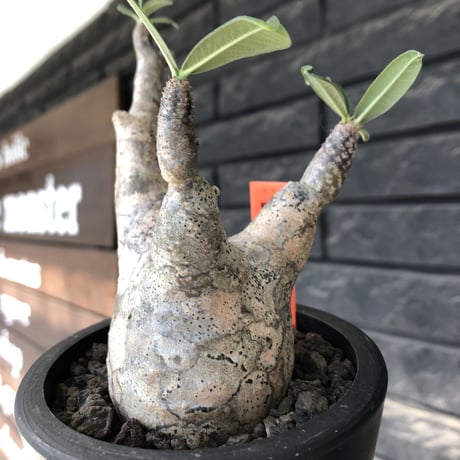 pachypodium gracilius《大きめS size》※ping-beige迷彩肌※現地球発根後店主国内管理3年株※特化したピンクベージュ肌が堪らない一株※mad black pot植え