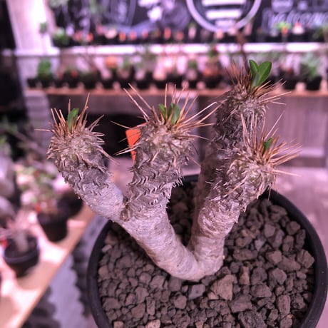 euphorbia  guillauminiana《S size》※現地球発根済株※小振りでも現地球株らしい表皮質のwildさ＆美しさの二面性持つ一株※mad black bowl pot植え