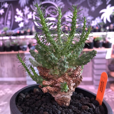 euphorbia  ramiglans《L size》※タコものらしい装い‼︎下部から木質化しwild株‼︎※mad black pot植え