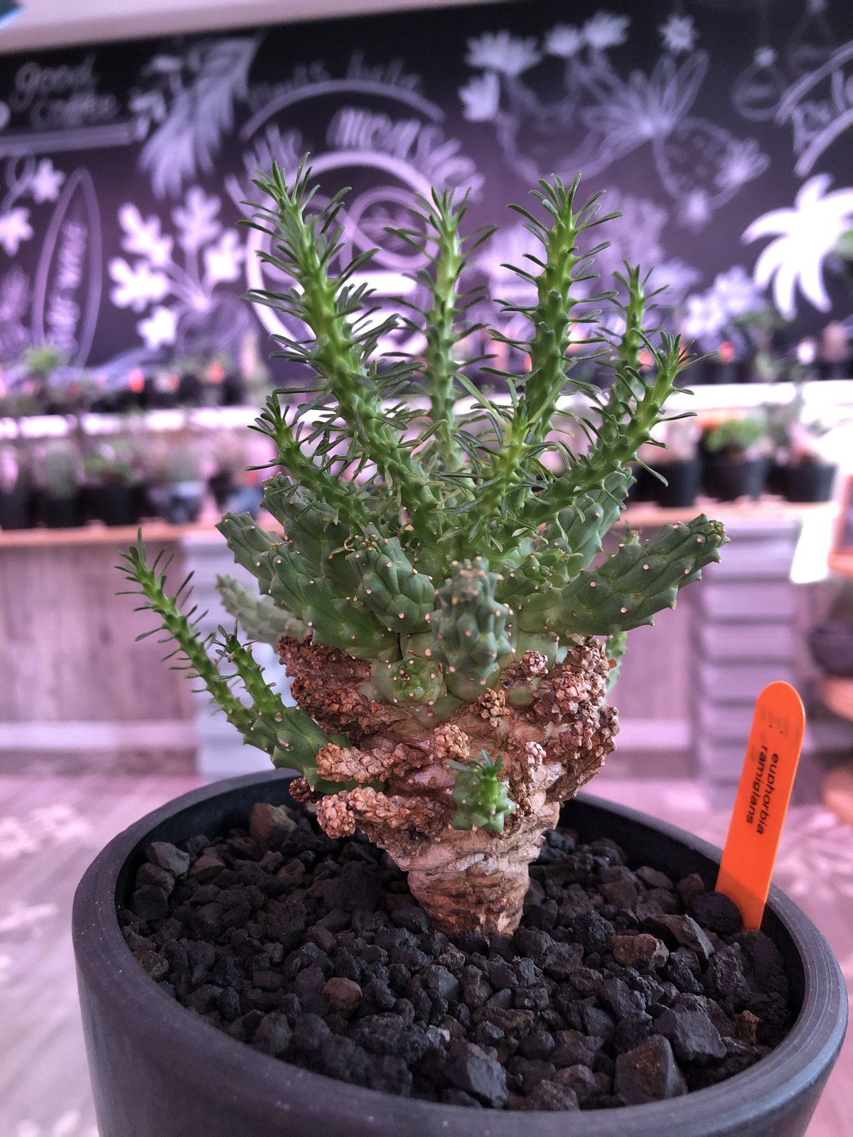 euphorbia ramiglans《L size》※タコものらしい装い‼︎下部から木質化