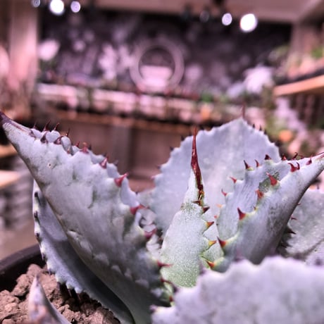 agave  pygmaea  dragon toes《M  size》※発根済株※店主国内管理2年株※良きcolor良きサイズ感‼︎極美株※mad black pot植え※限定2株