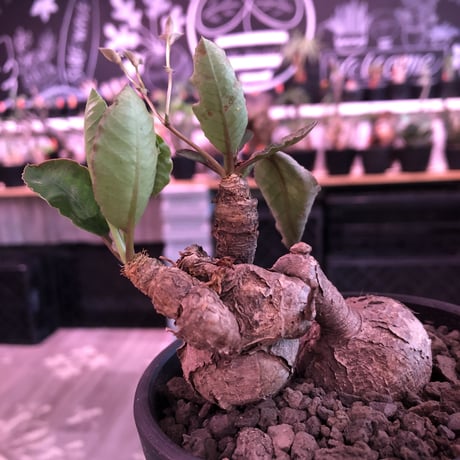 euphorbia subapoda《M size》驚愕希少‼︎W-he'd株※威勢よく展開中のスバポダ希少ニ分頭株‼︎融合したかの如くの装いが堪らない‼︎※mad  black bowl pot植え