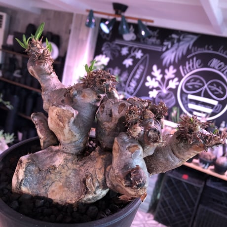 packypodium  brevicalyx《L size》※現地球発根済株※荒い肌質にwildすぎる樹形‼︎美術的interior性高きオススメ株※mad black pot植え
