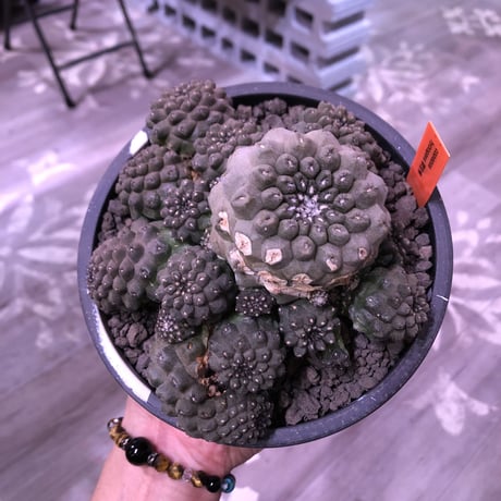 copiapoa   hypogaea《LL  size》※激希少群生株※現地球自根株※店主国内管理3年株※wildな一部木質化したヒポ群生株※mad black marble bowl pot植え