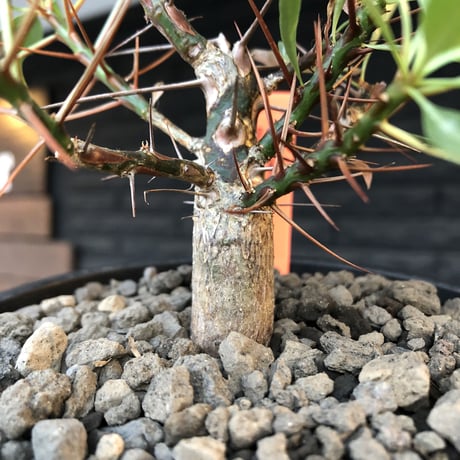 fouquieria  purpusii《小さめM size》希少種※現地球発根済株※株元の成長に期待を持てるバランス良き美株‼︎特化した美しい柄が魅力‼︎※mad black pot植え
