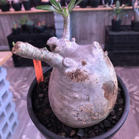 packypodium  gracilius《L size》白肌※現地球発根済株※店主国内管理3年株※美白肌に現地焼けのコントラスト＆ぼってり樹形バランス‼︎※mad black bowl pot植え