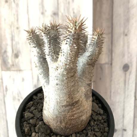 packypodium  gracilius《M  size》※現地球発根済株‼︎※四つ枝でバランス良き、可愛い白肌グラキ※mad black pot植え