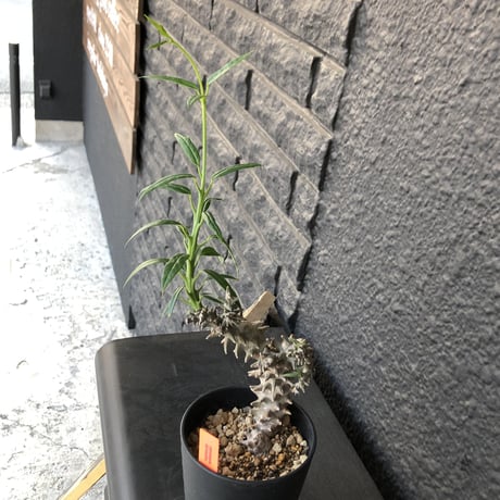 ceropegia   dimorpha《M size》