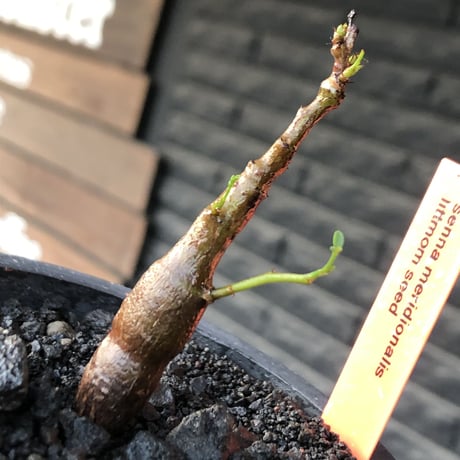 senna  meridionalis《 S size》littmon seed🌱※小振りながら大切に育てた堪らなキュートなセンナ※mad black pot植え