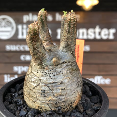 pachypodium  gracilius《大きめS size》五頭枝株※現地球発根済株※店主国内管理2年株※整いすぎなほどcompactに纏まった美株※mad black pot植え