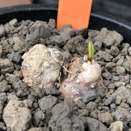 eriospermum cooperi《L size》驚愕‼︎冬型激希少年代物※現地球発根後店主国内管理8年株※年代物&立体塊根＆極美しい大きな葉も魅力な一株※mad black pot植え