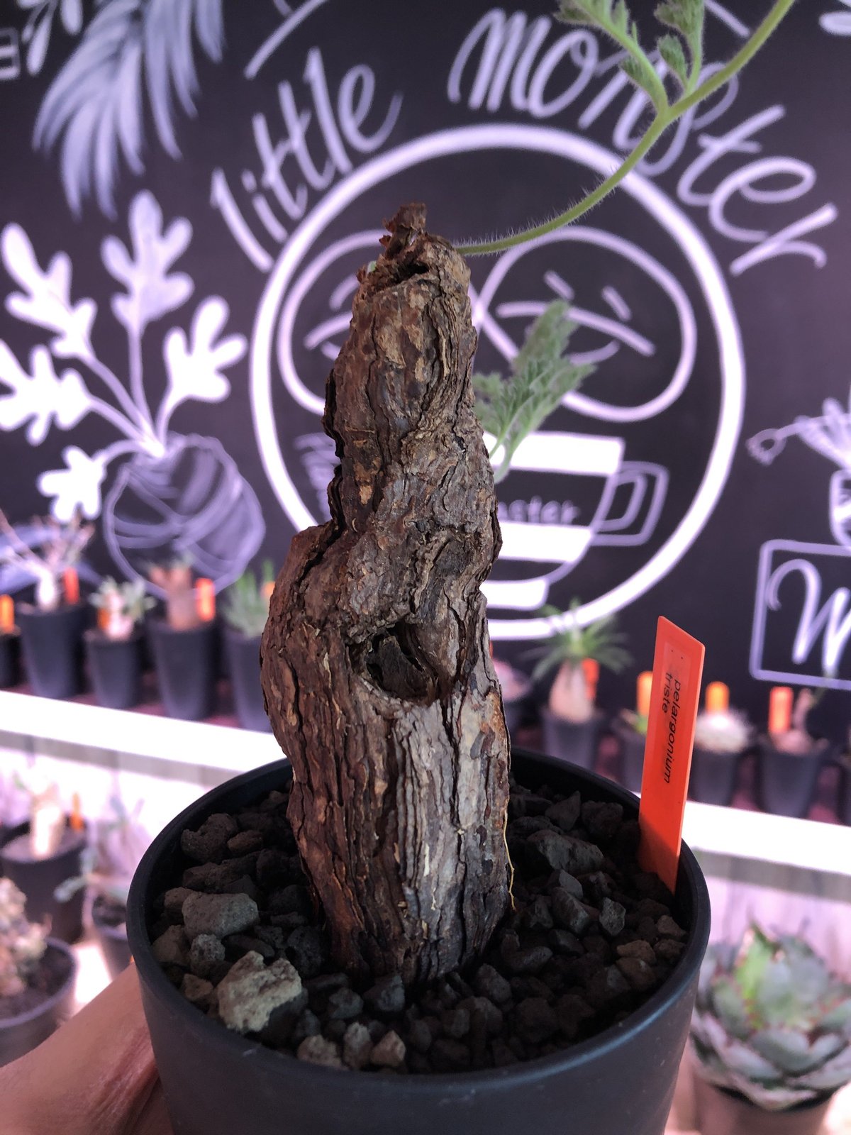 レ040 【現地株】ペラルゴニウム トリステ 特大 【抜き苗・12/11最新