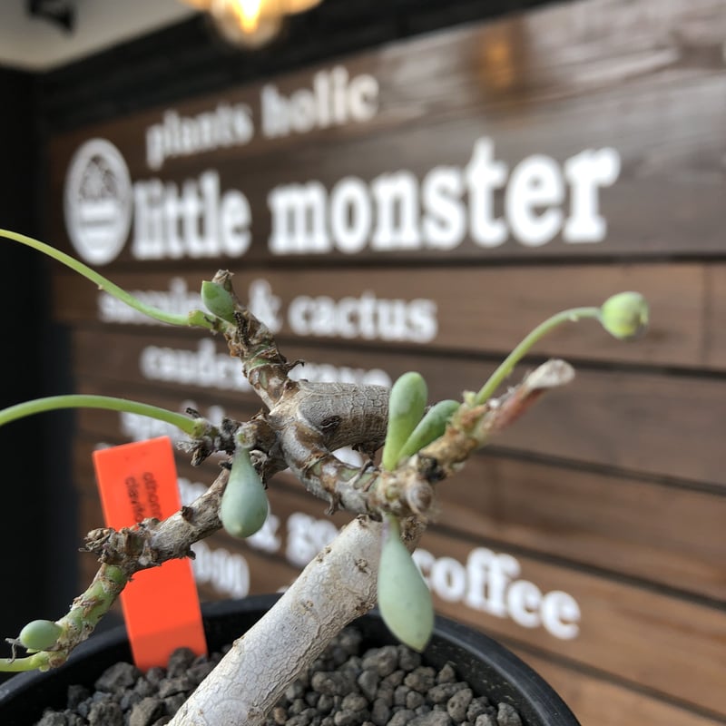 オトンナ　クラビフォリア　現地株　発根済 othonna clavifolia《M size》激希少※現地球発根済株※個体が激減し輸入