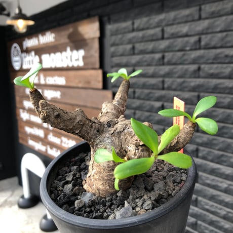 euphorbia  itremensis 《M size》※現地球発根済株※店主国内管理3年株※個体差の激しい樹形とmad質な葉&表皮colorが魅力で堪らない人気者※mad black pot植え