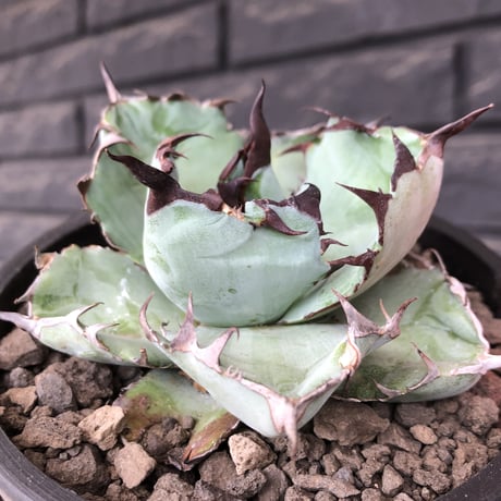 agave titanota black&blue 強棘《M size》選抜株※現地球株発根済※極めて纏まり締まり良き厳つさが堪らないワイルド株※mad black pot植え