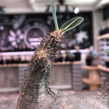 packypodium   roslatum  var.  cactipes《M size》