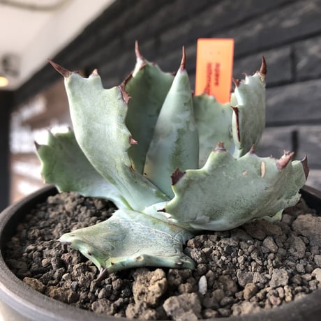 agave  isthmensis《M size》※現地球発根後店主国内管理2年株※weight低く締まり纏まり良き良バランス※mad black pot植え