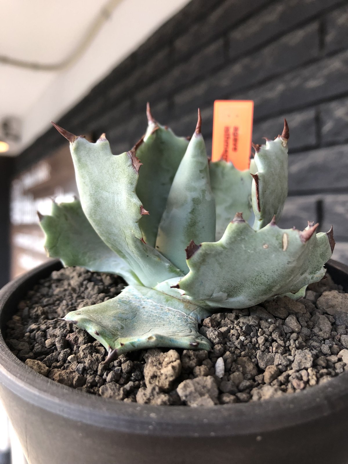 agave isthmensis《M size》※現地球発根後店主国内管理2年株