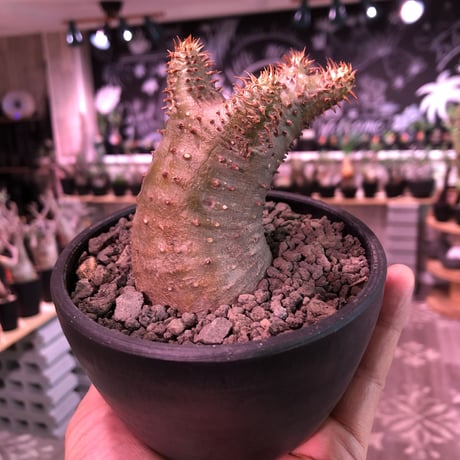 packypodium   makayense《S size》※現地球発根済株‼︎ ※透けたグリーン肌質に&赤みの強い棘が堪らないでっぷり可愛いマカイ‼︎※mad black bowl pot植え