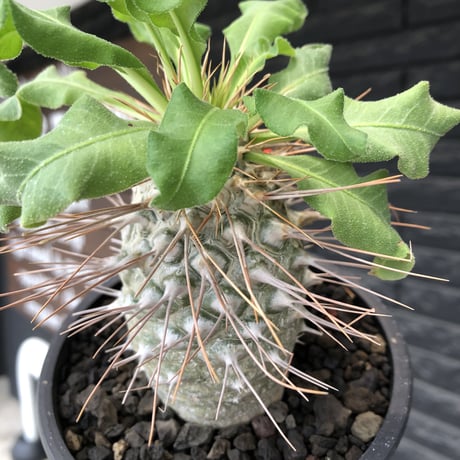 pachypodium namaquanum 光堂《大きめL size》littmon seed🌱※中々見かけないはずのサイズ感のとびきり丸み強きかわいい一株※mad black pot植え