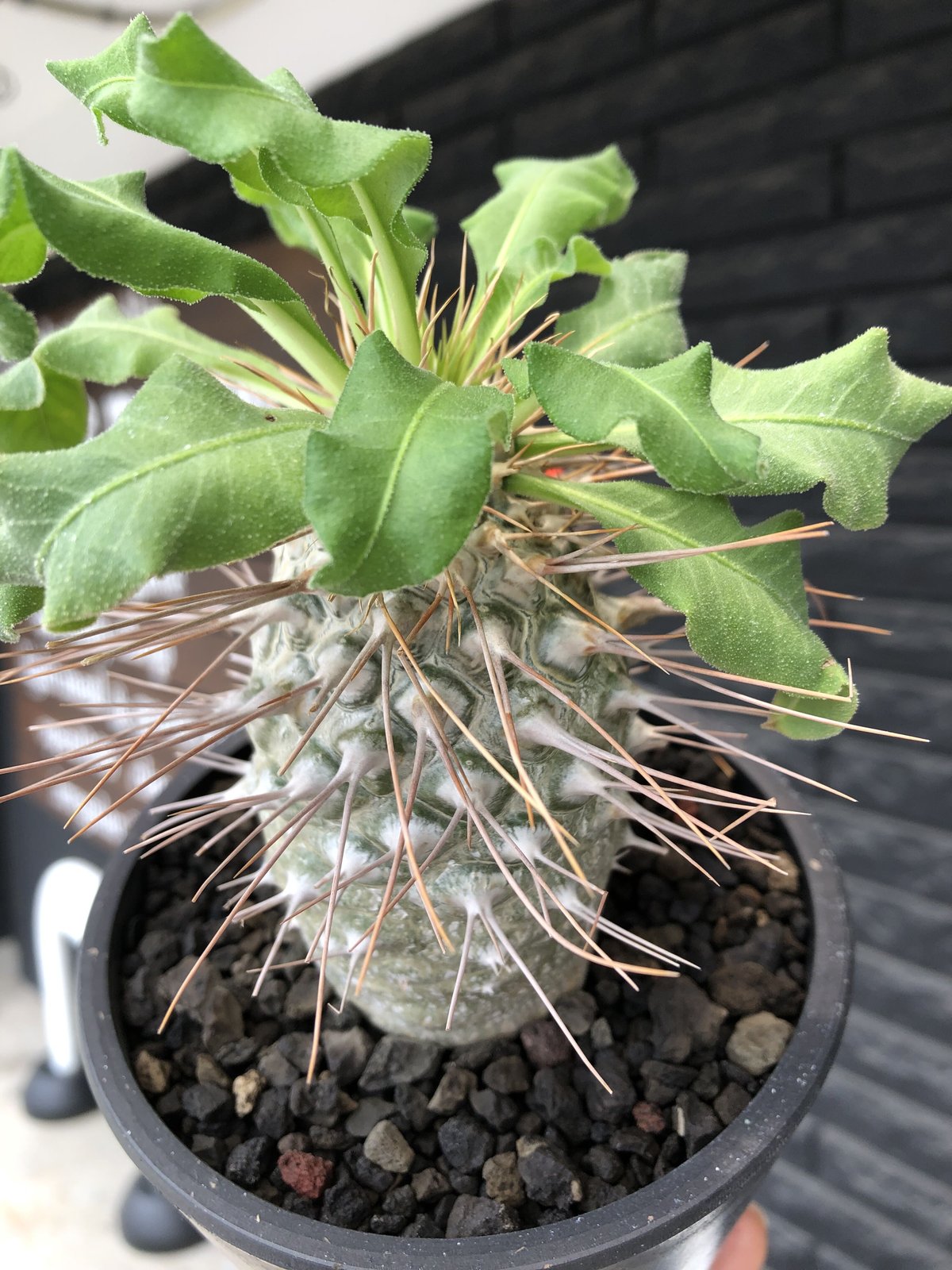 5粒 Pachypodium namaquanum（パキポディウム・ナマクアナム 光堂）の