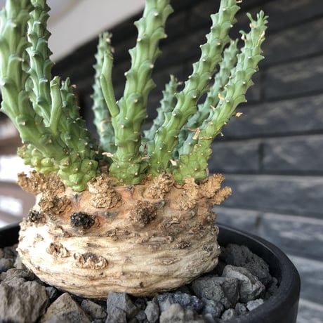 euphorbia gorgonis《XL size》big株※現地球発根後店主国内管理3年株※人気🐙タコもの‼︎美多肉質葉&木質wild塊根の二面性が魅力※mad  black  pot植え