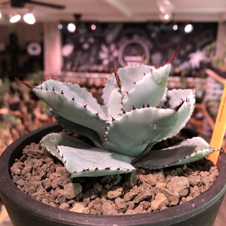 agave  pygmaea  dragon toes《M  size》※発根済株※店主国内管理2年株※良きcolor良きサイズ感‼︎極美オススメ株※mad black pot植え※限定2株