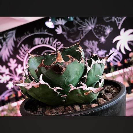 agave  titanota  白鯨《M size》※現地球発根済株※最高の鋸歯に幅広肉厚葉が堪らない一株‼︎※mad black pot植え
