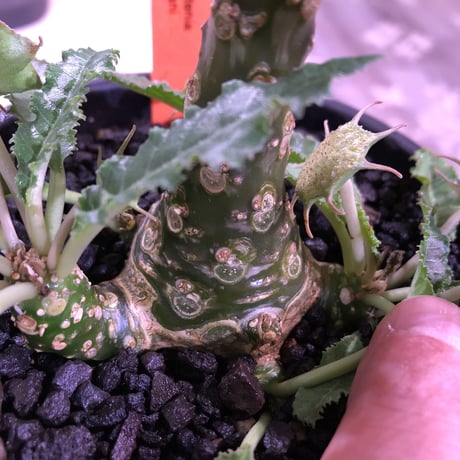 dorstenia   lavrani《L size》希少‼︎ でっぷり塊根部&五本の良き枝振り株 ※mad  black  pot植え