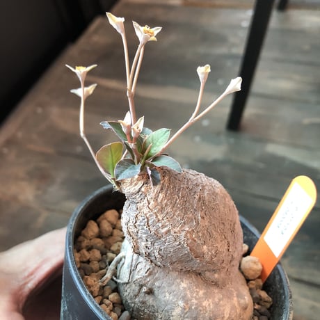 euphorbia   subapoda《M size》
